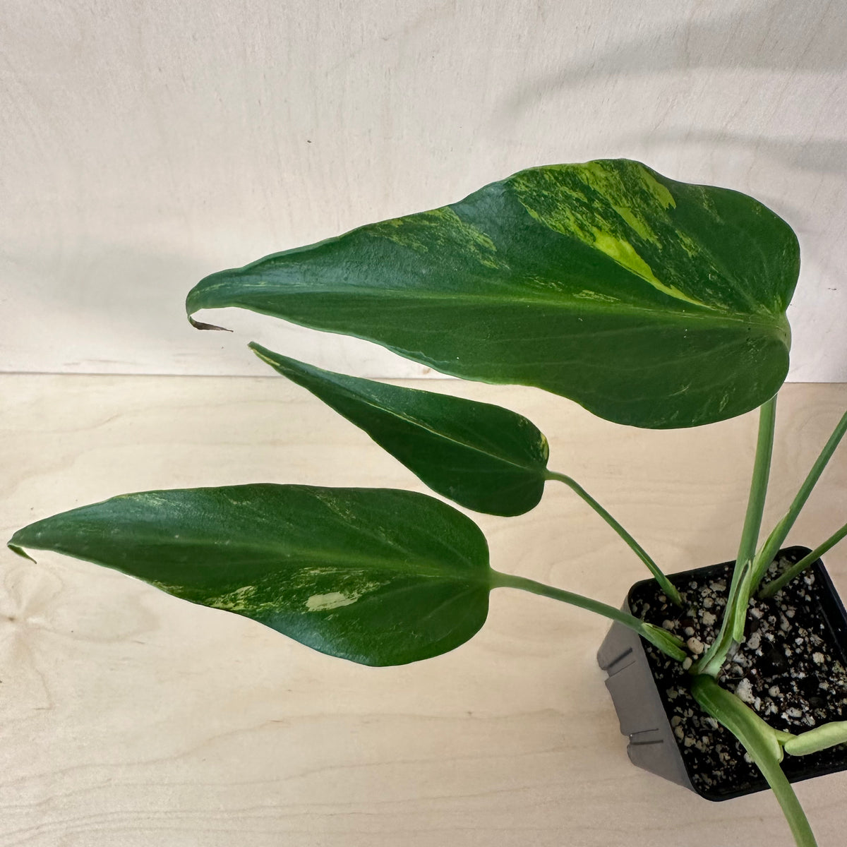 Variegated Monstera Burle Marx Flame Mature (1B6)