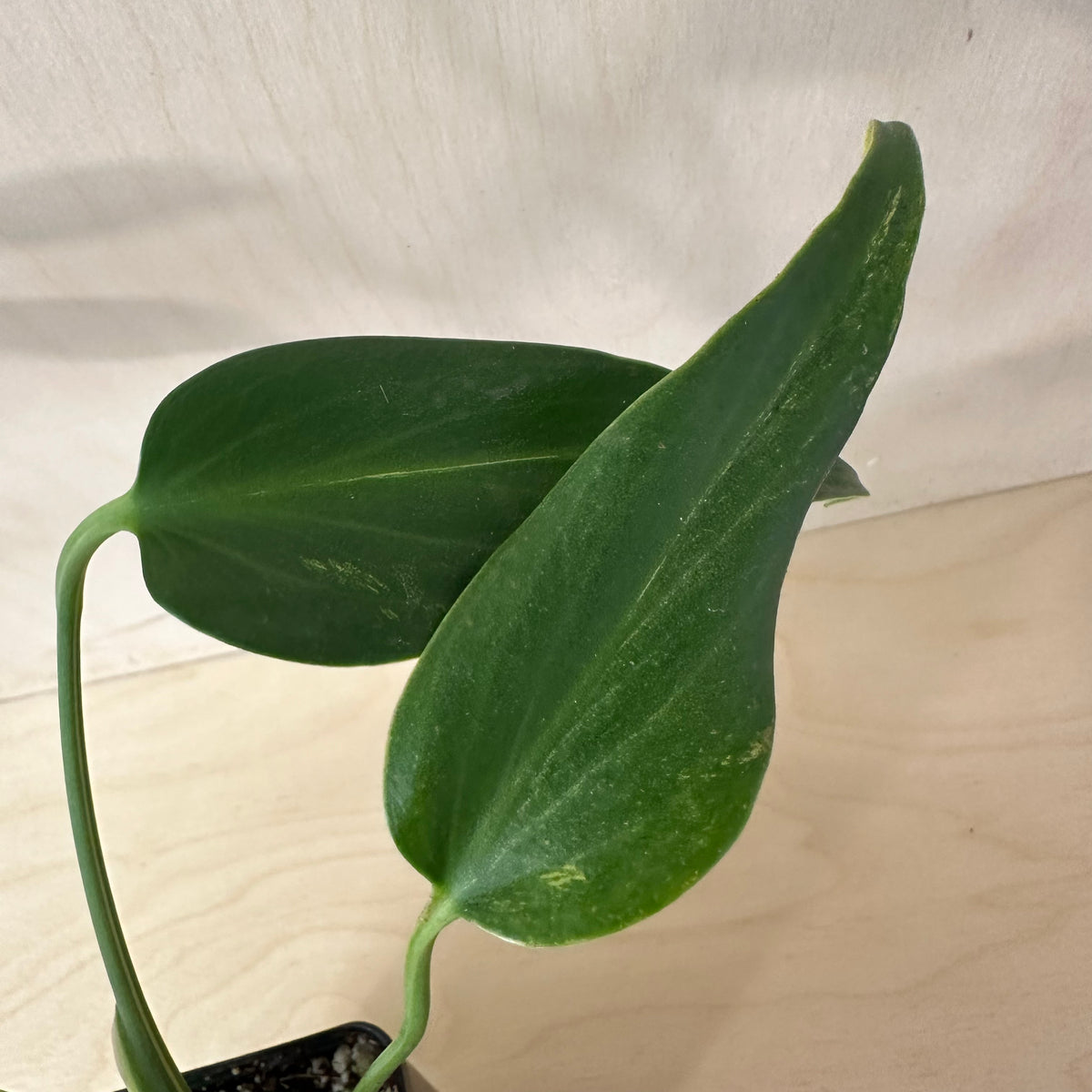 Variegated Monstera Burle Marx Flame Mature (1B6)