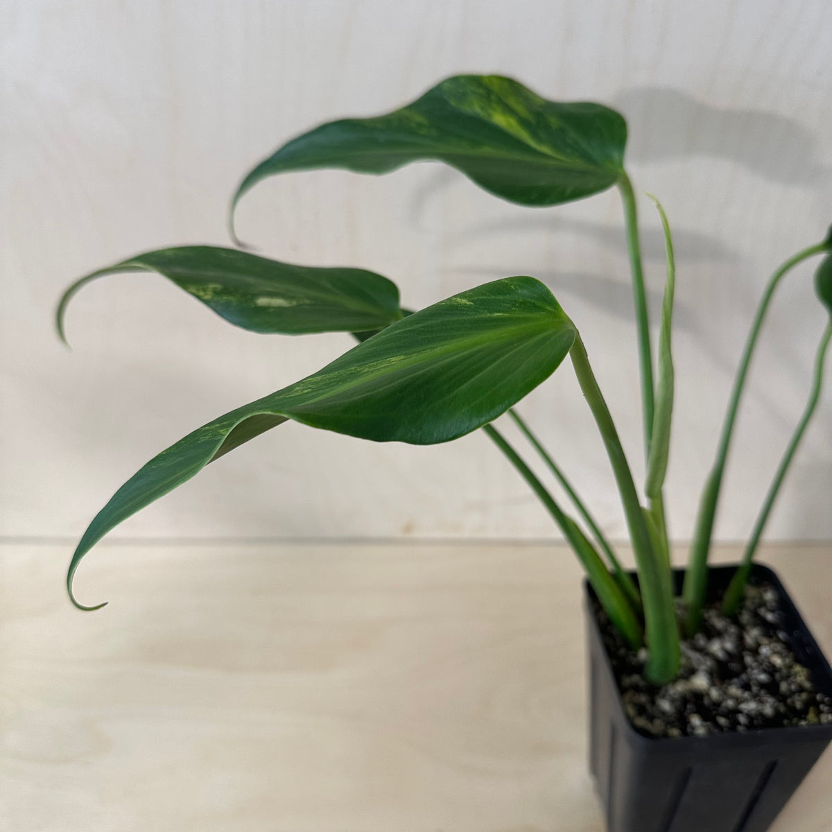 Variegated Monstera Burle Marx Flame Mature (1B6)