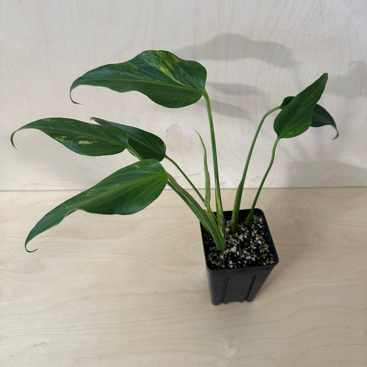 Variegated Monstera Burle Marx Flame Mature (1B6)