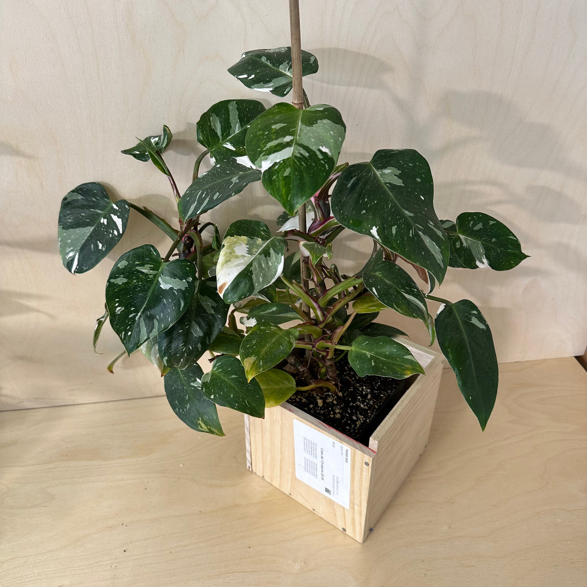 Philodendron White Princess (MA1)