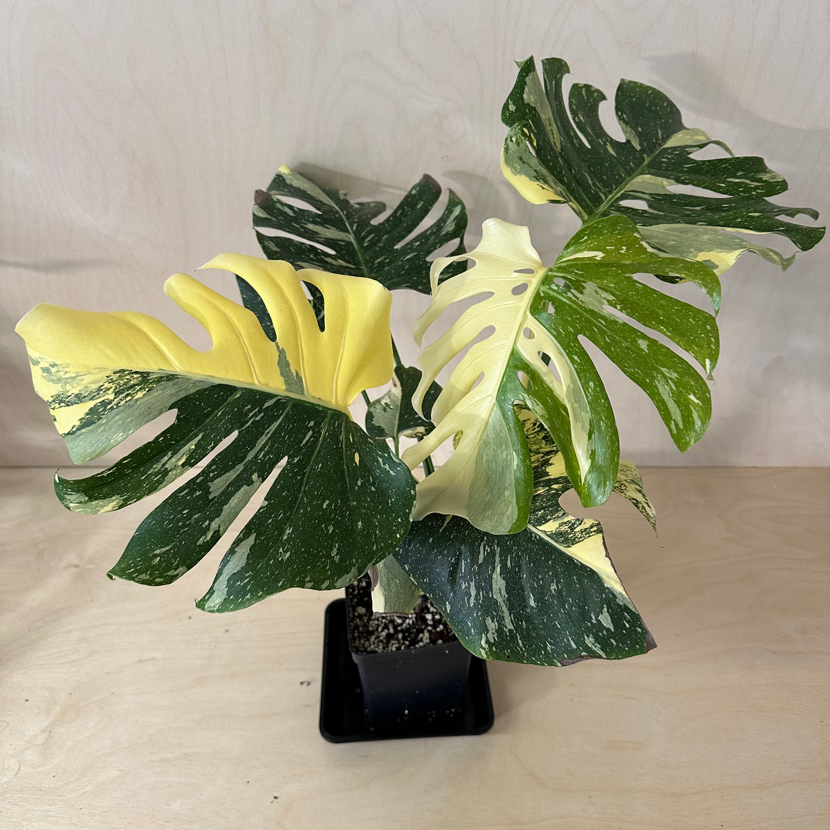 Monstera Thai Constellation *Premium (MA2)