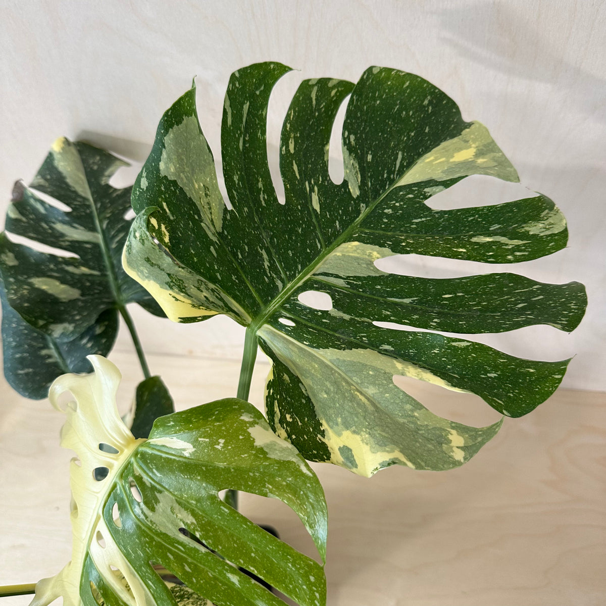 Monstera Thai Constellation *Premium (MA2)