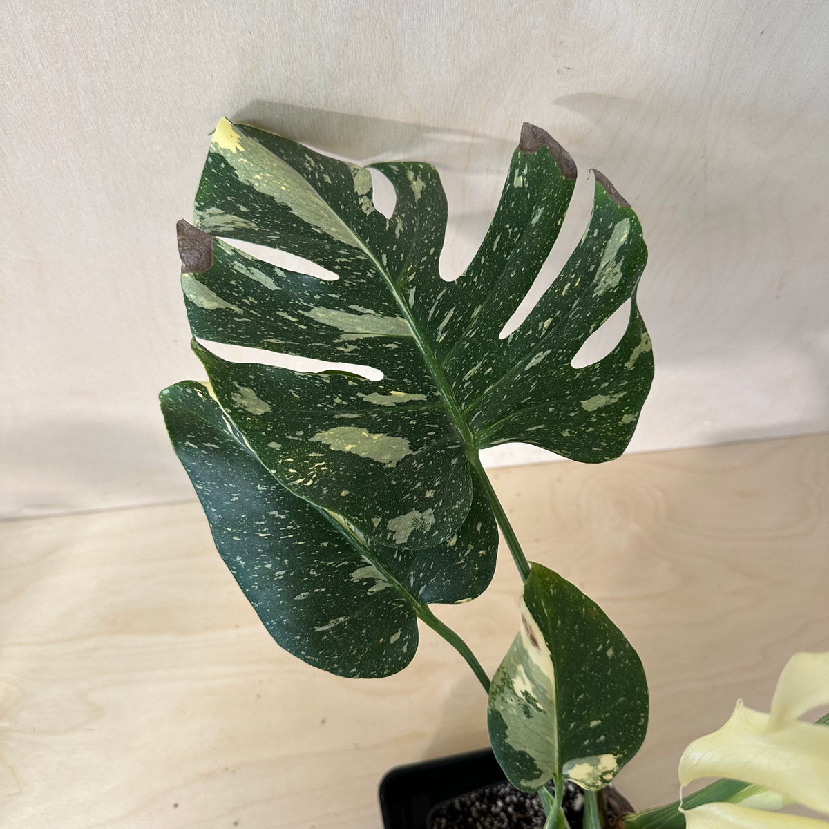 Monstera Thai Constellation *Premium (MA2)