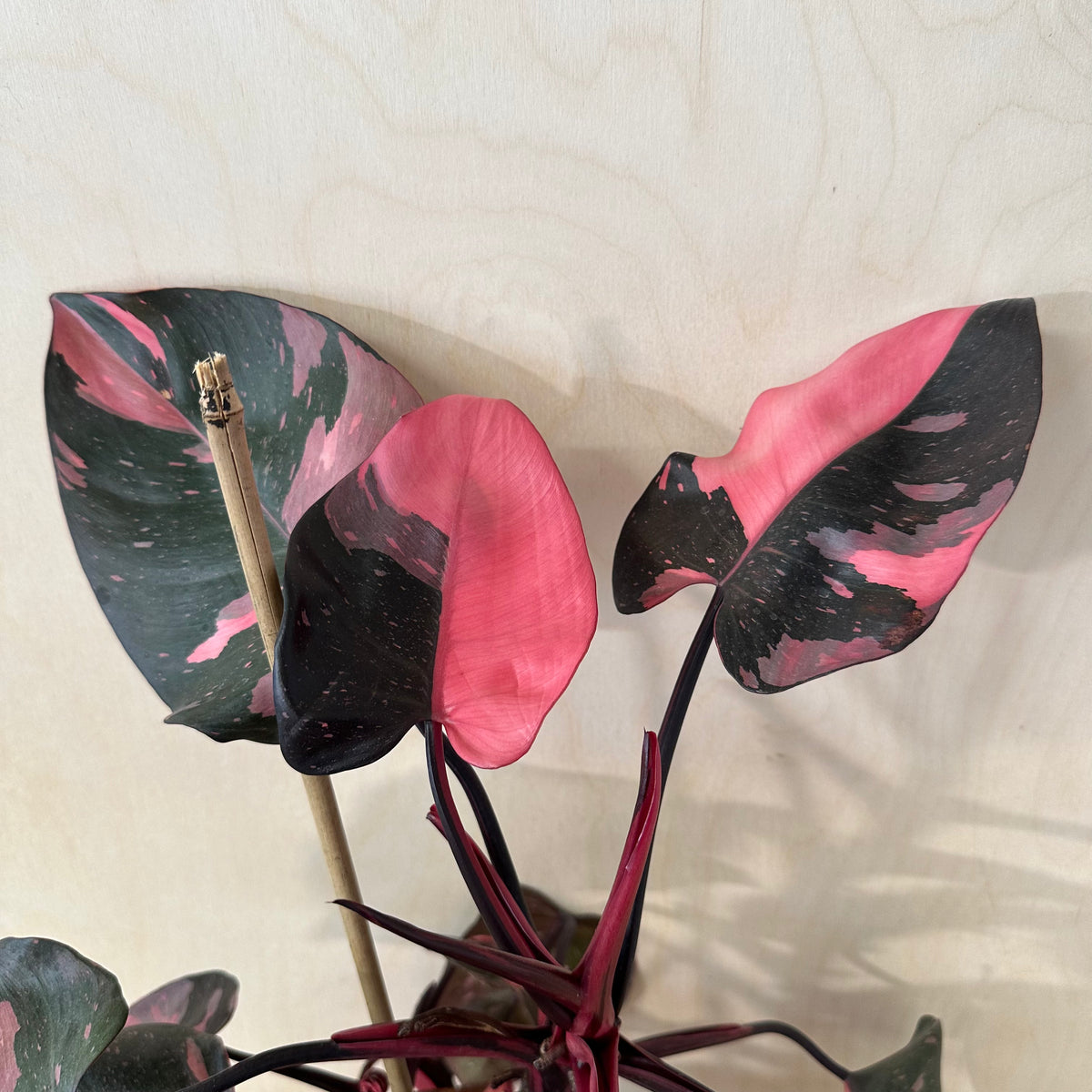 Philodendron Pink Princess *Premium (MA3)