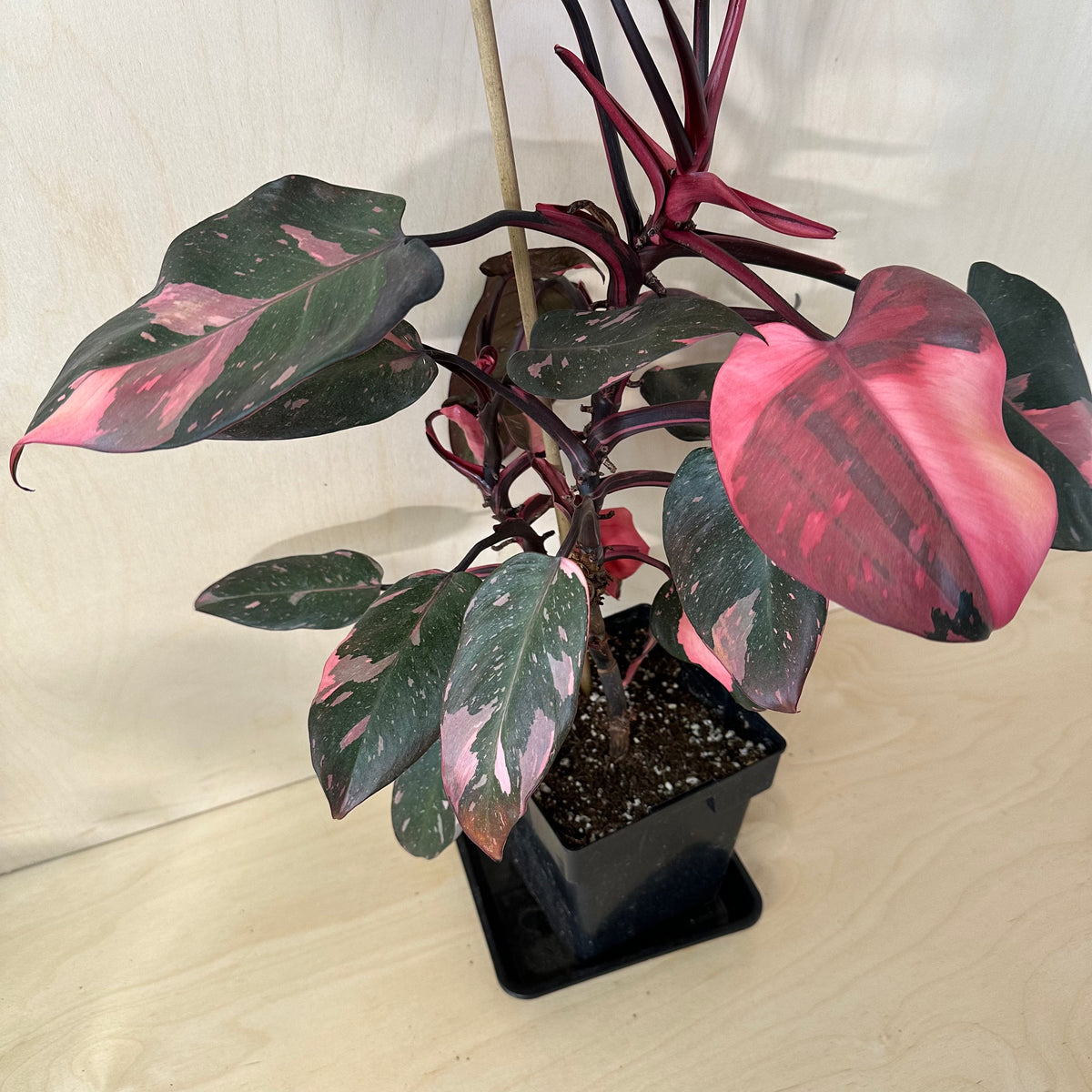 Philodendron Pink Princess *Premium (MA3)