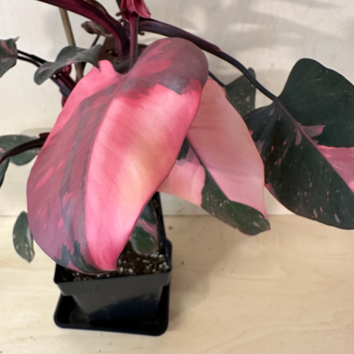 Philodendron Pink Princess *Premium (MA3)