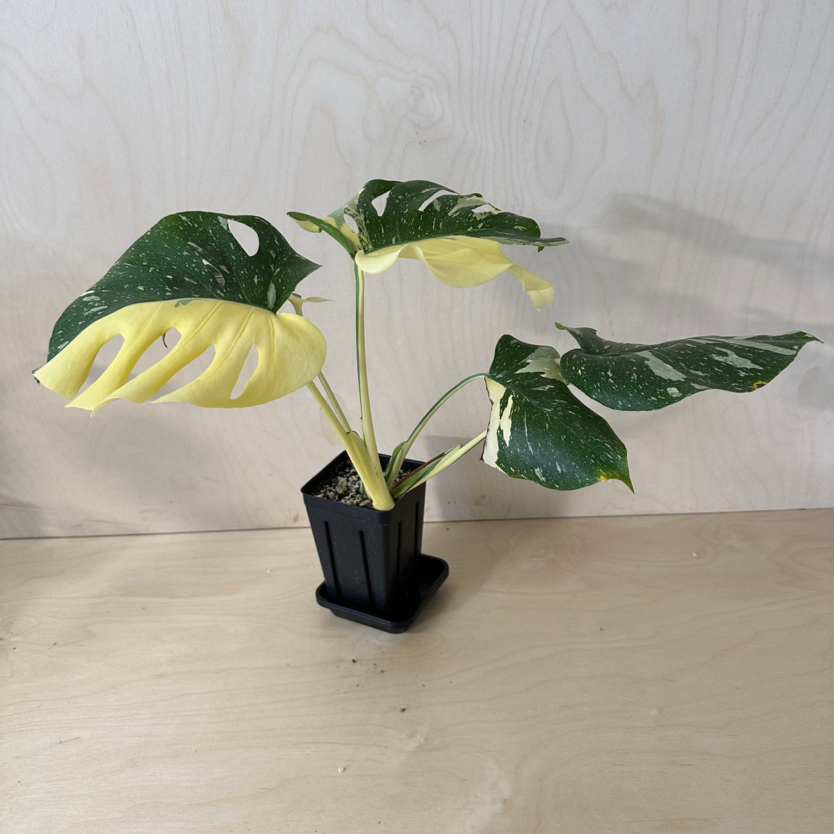 Monstera Thai Constellation 4&quot; Pot *Growers Choice