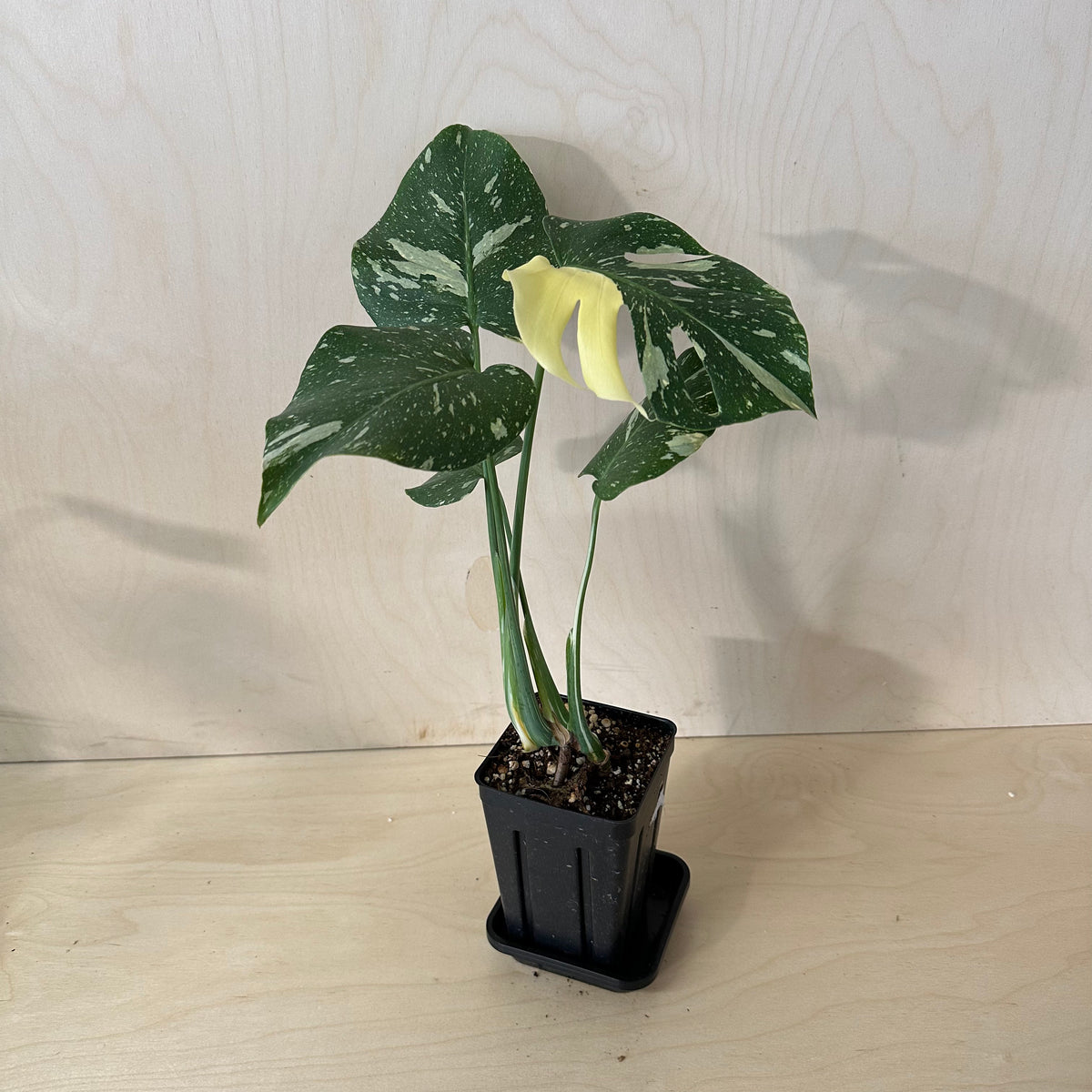 Monstera Thai Constellation 4&quot; Pot *Growers Choice