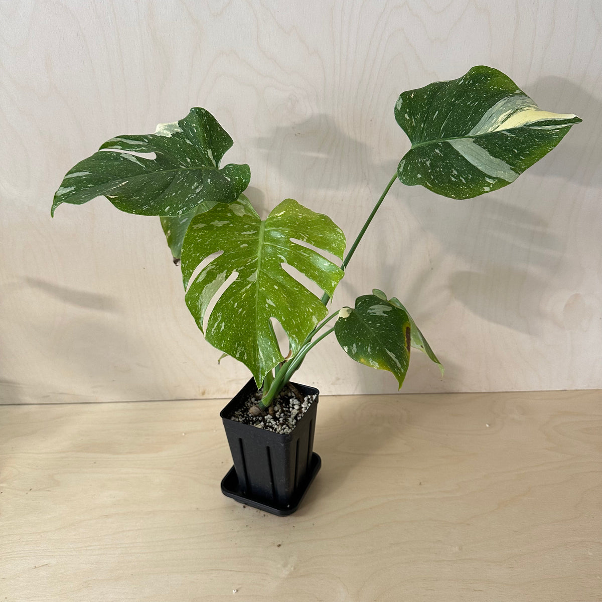 Monstera Thai Constellation 4&quot; Pot *Growers Choice