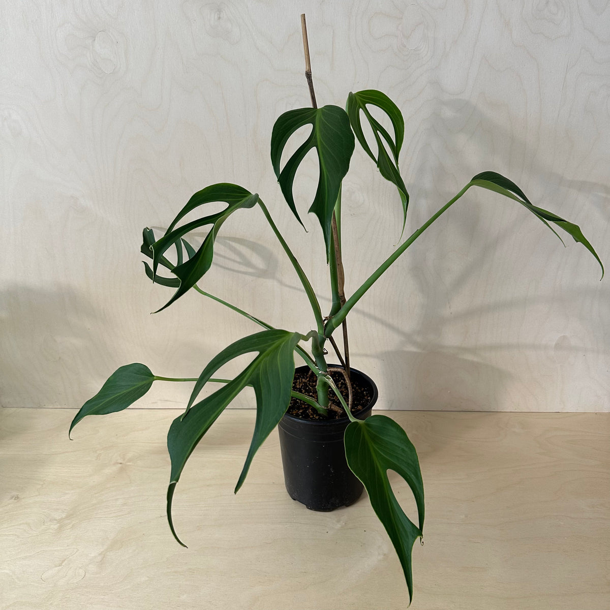 Monstera Burle Marx Flame Mature (MA4)