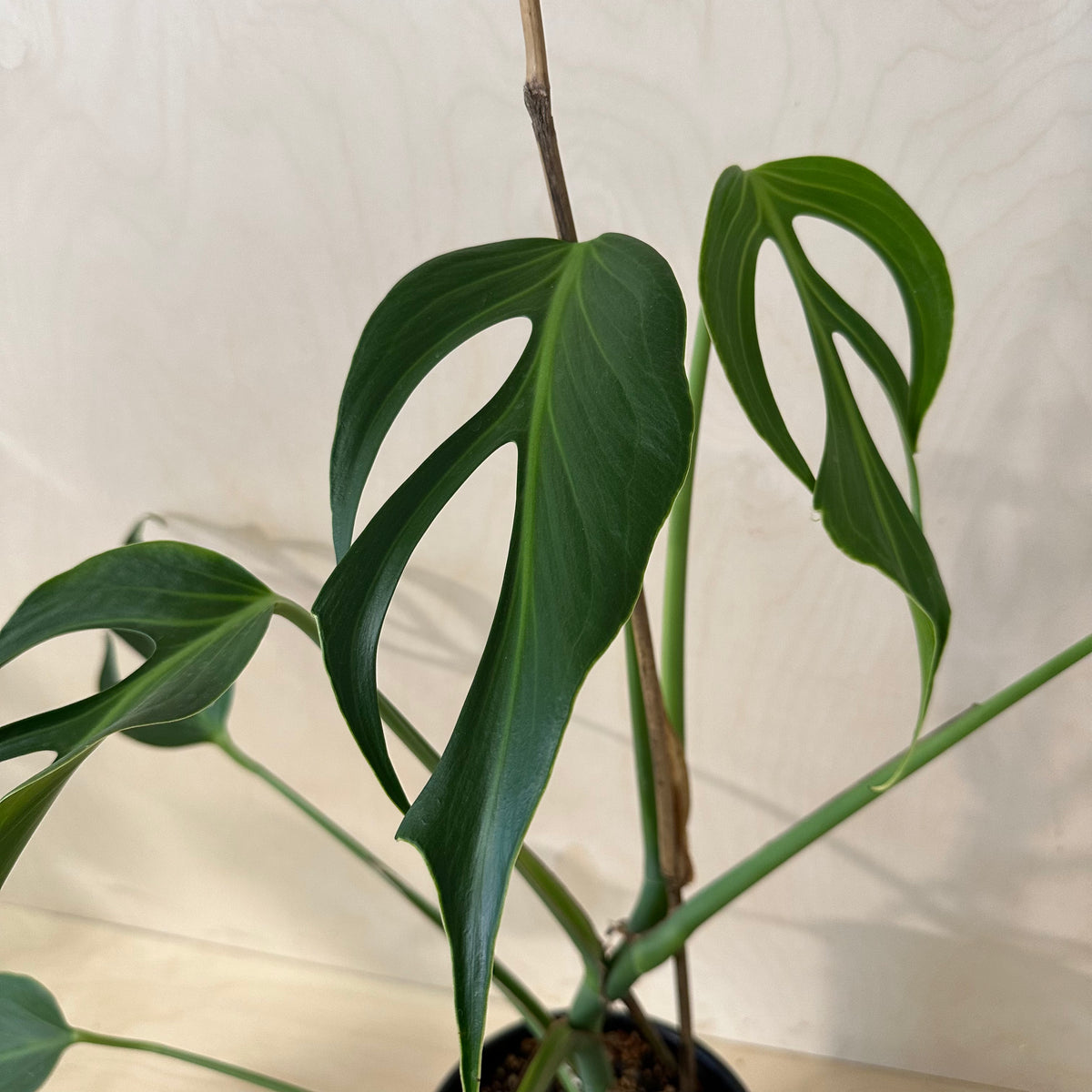 Monstera Burle Marx Flame Mature (MA4)