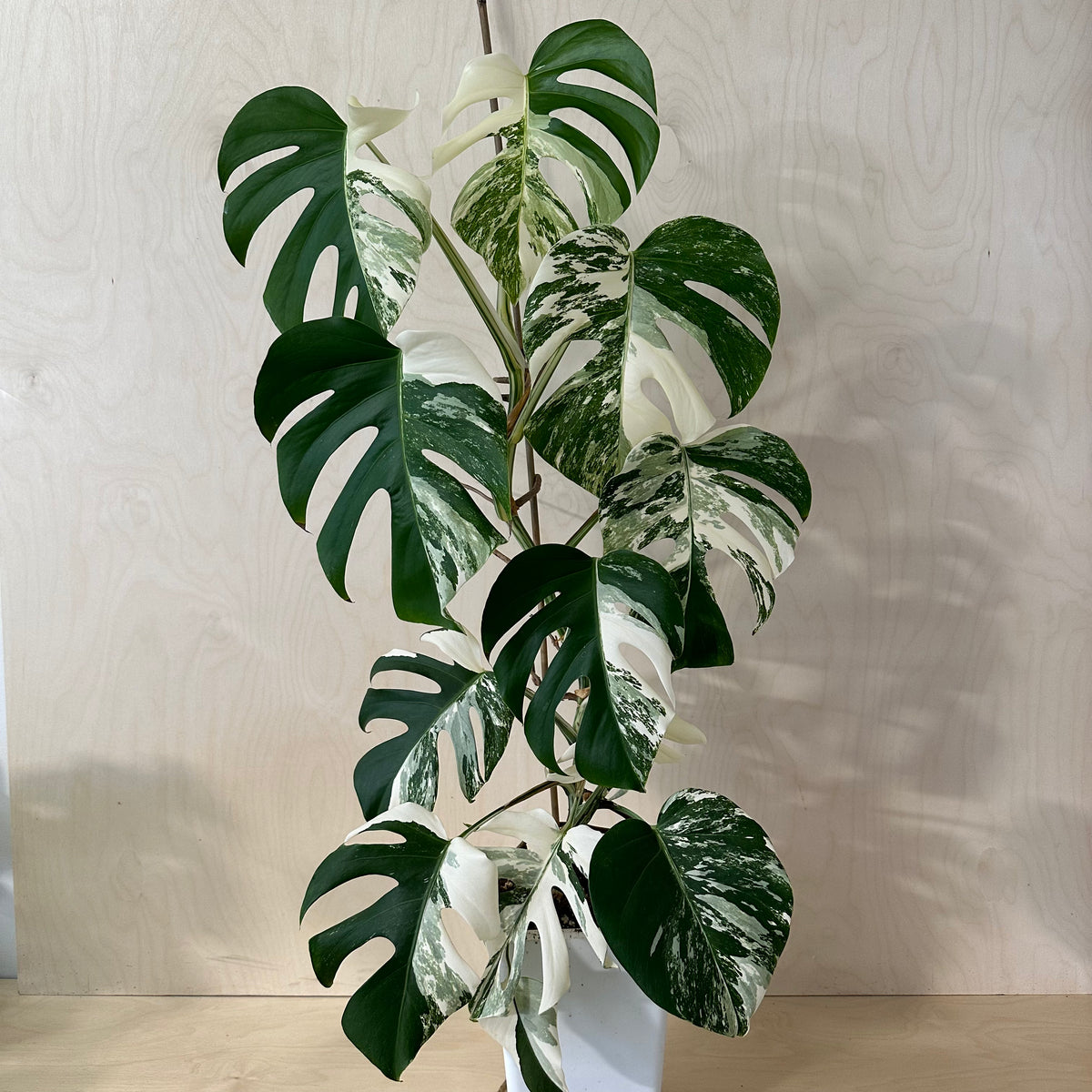 Monstera Adansonii &quot;Albo&quot; Mature (MA5)