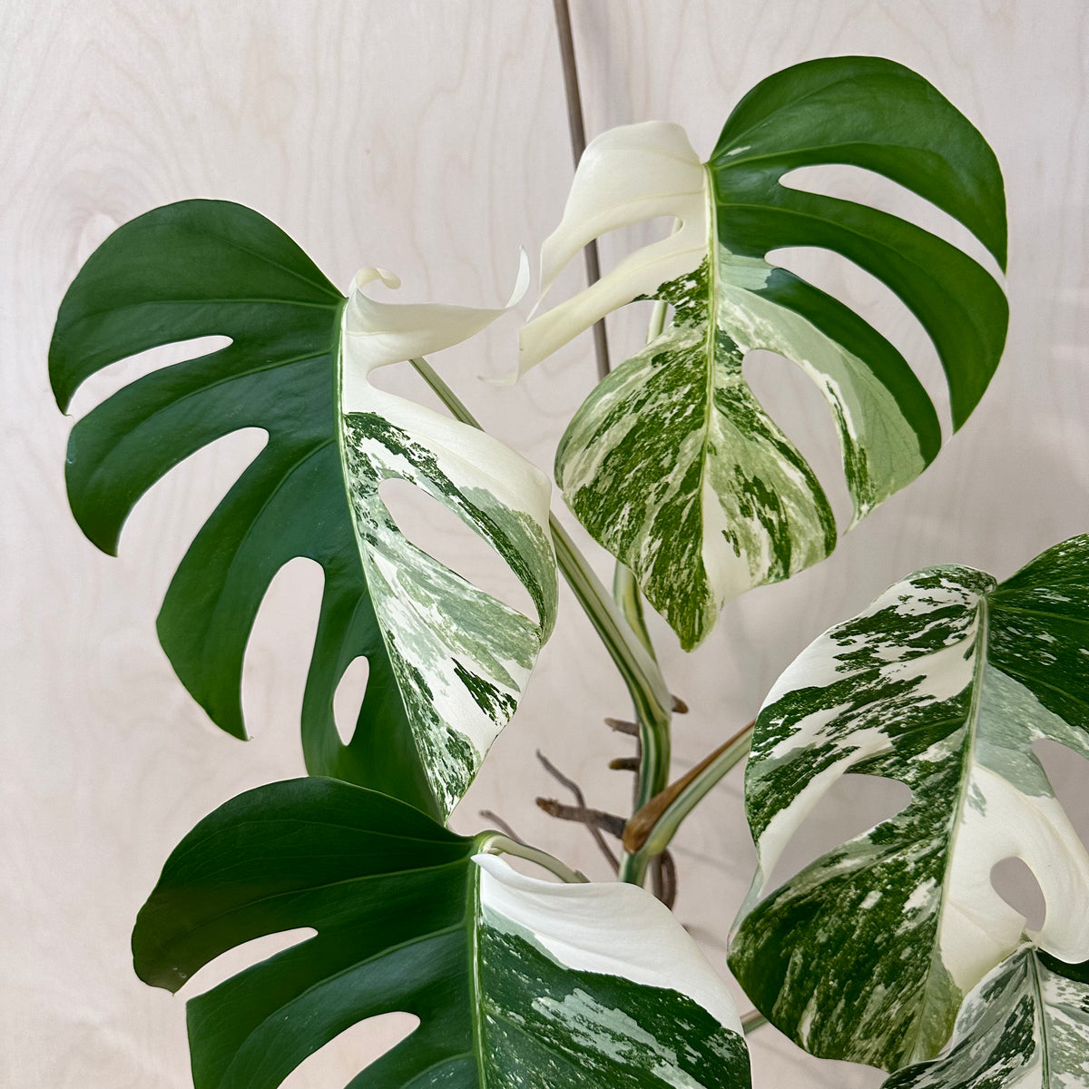 Monstera Adansonii &quot;Albo&quot; Mature (MA5)