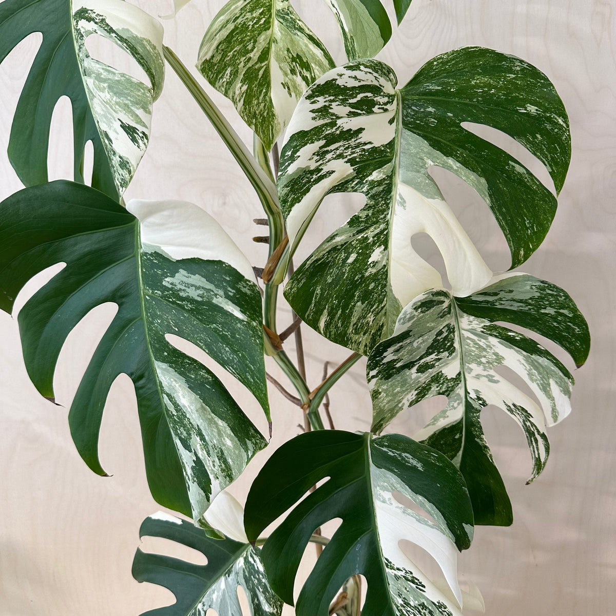 Monstera Adansonii &quot;Albo&quot; Mature (MA5)