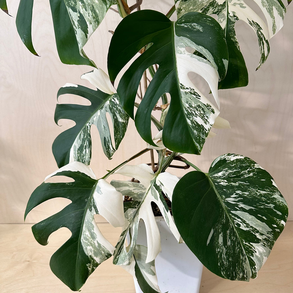 Monstera Adansonii &quot;Albo&quot; Mature (MA5)