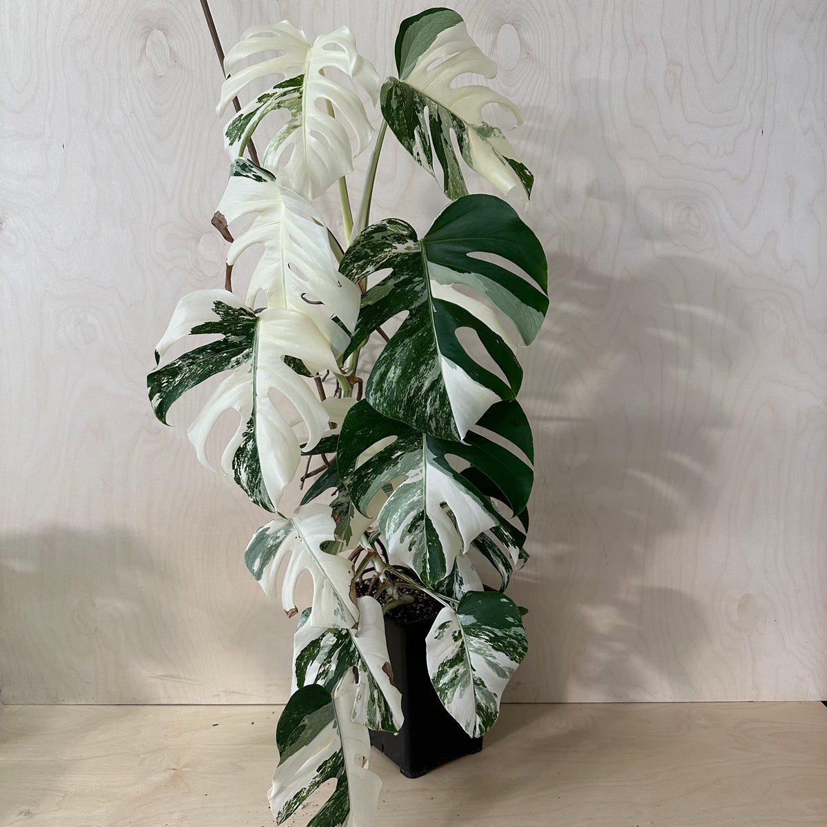 Monstera Adansonii &quot;Albo&quot; Mature (MA6)