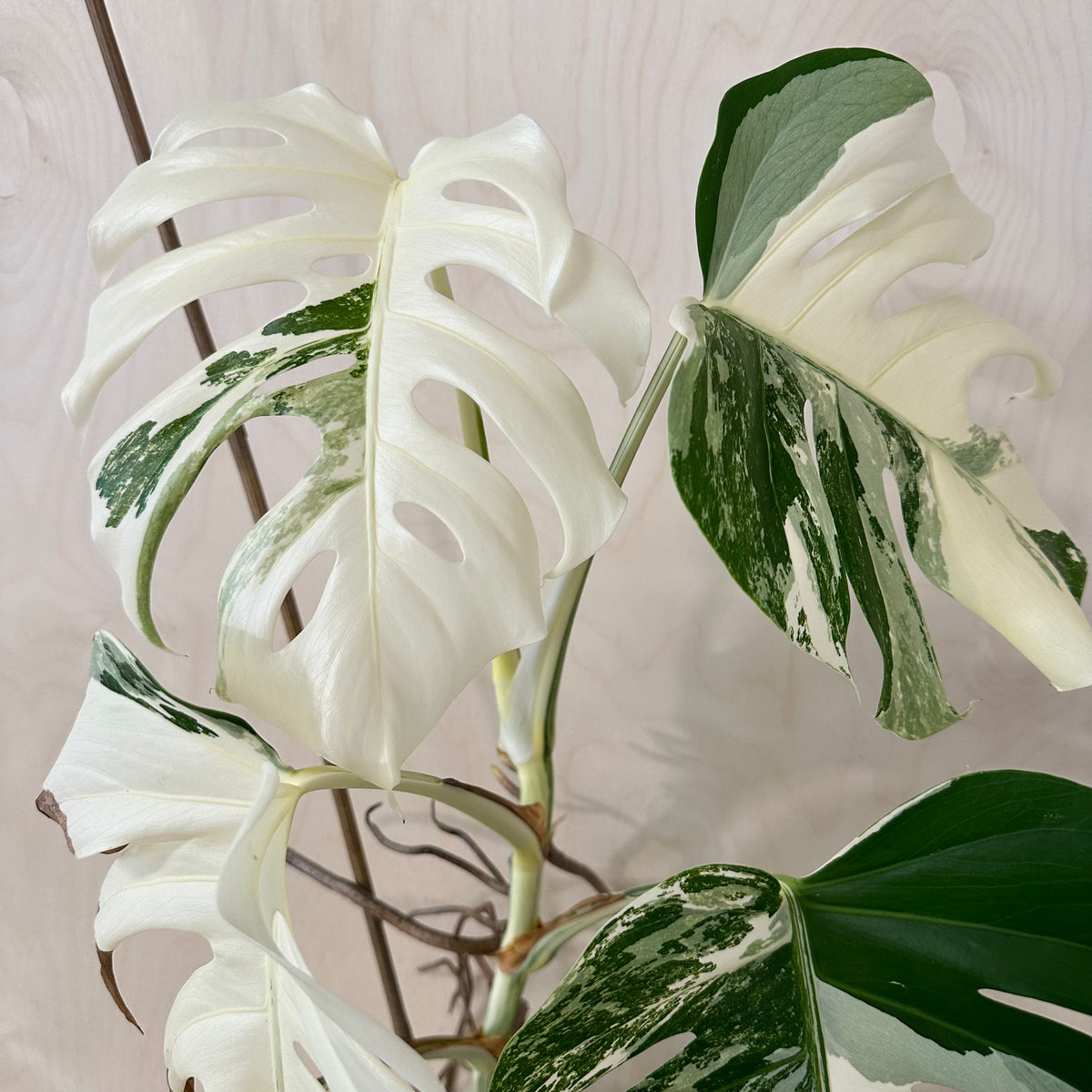 Monstera Adansonii &quot;Albo&quot; Mature (MA6)