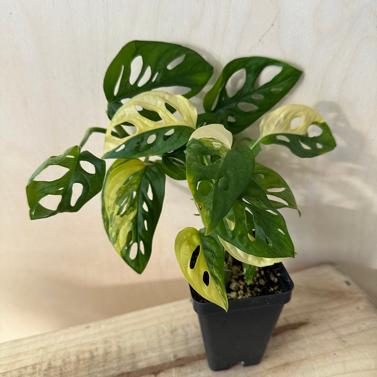 Monstera Adansonii &quot;Aurea&quot; (4A3)