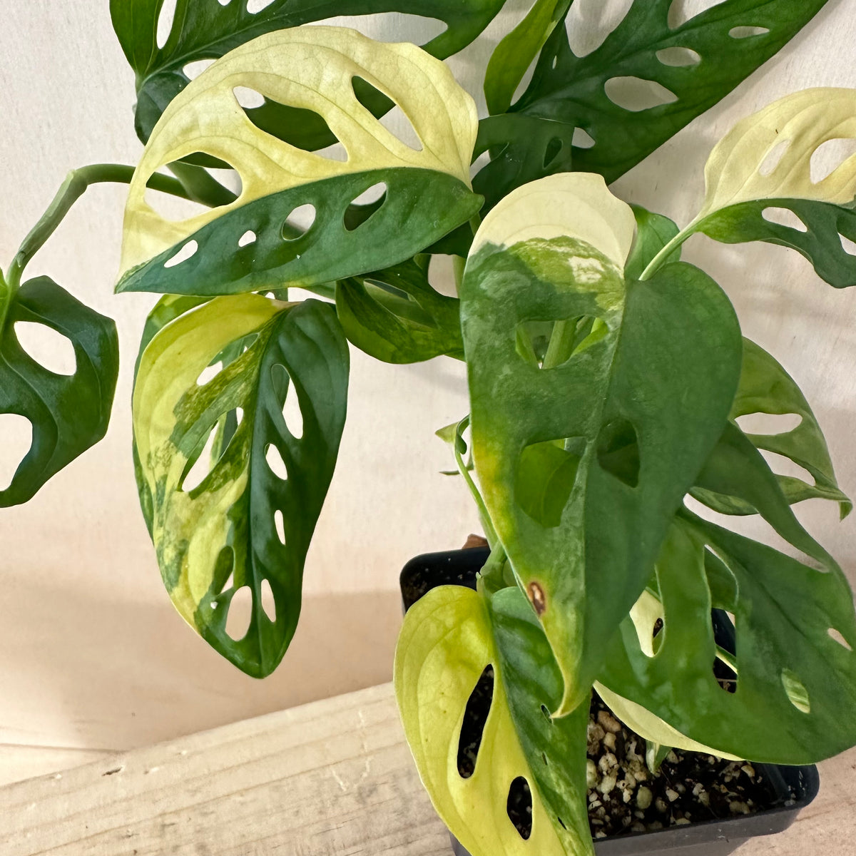 Monstera Adansonii &quot;Aurea&quot; (4A3)