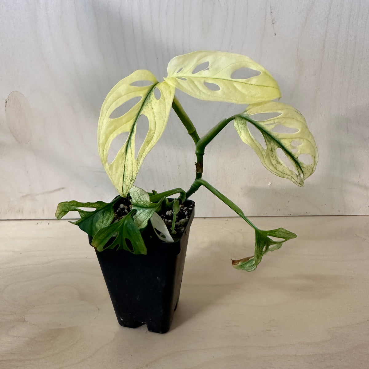 Monstera Adansonii &quot;Albo&quot; (4D4)