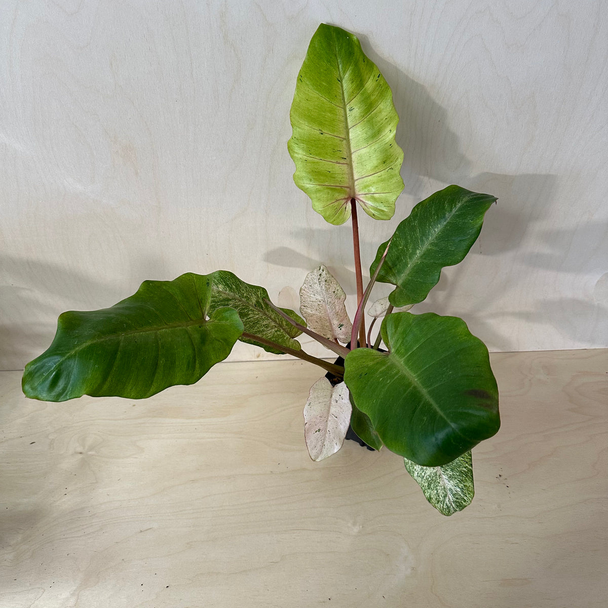 Philodendron Snowdrift Mature