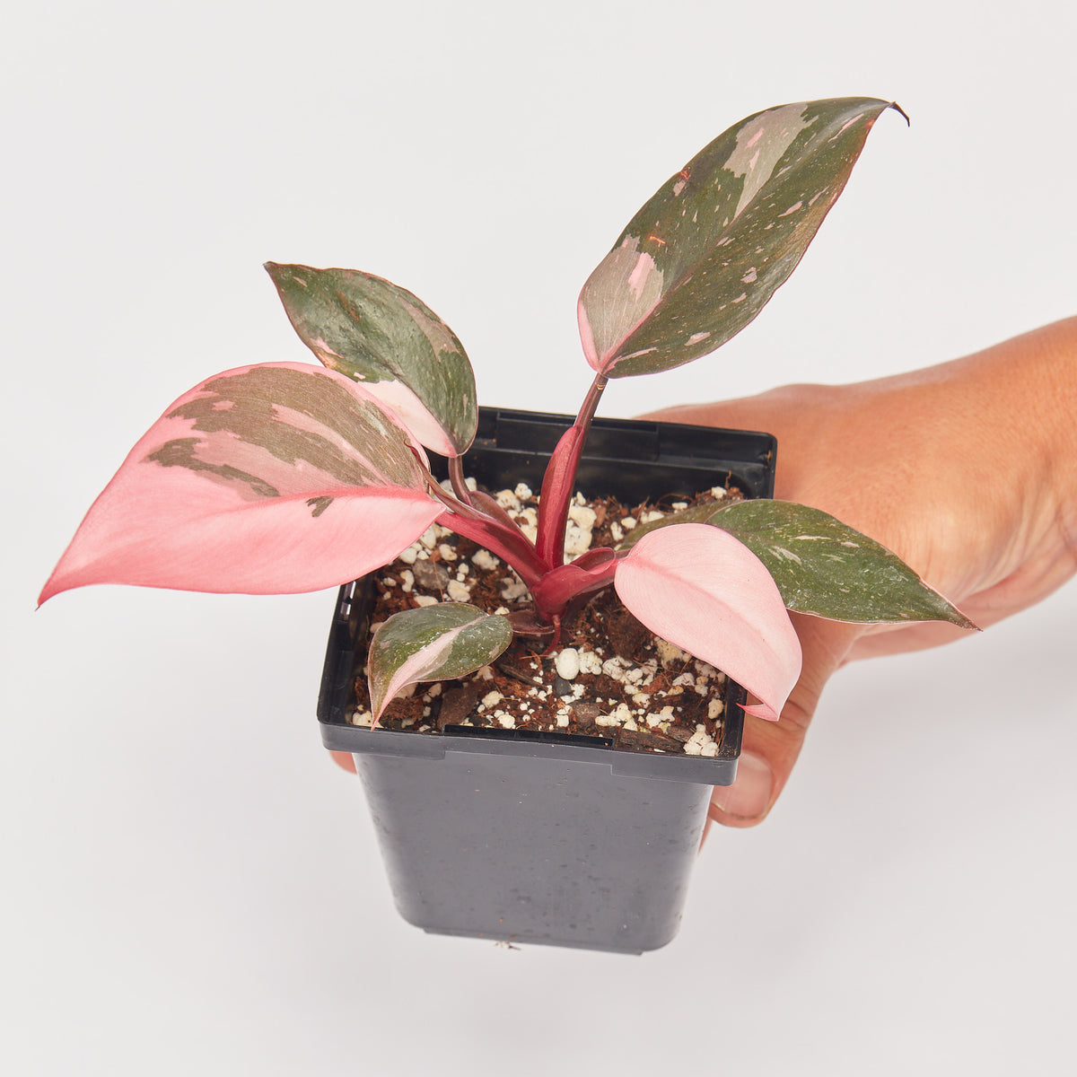 Philodendron Pink Princess &quot;Marble&quot; Starter+