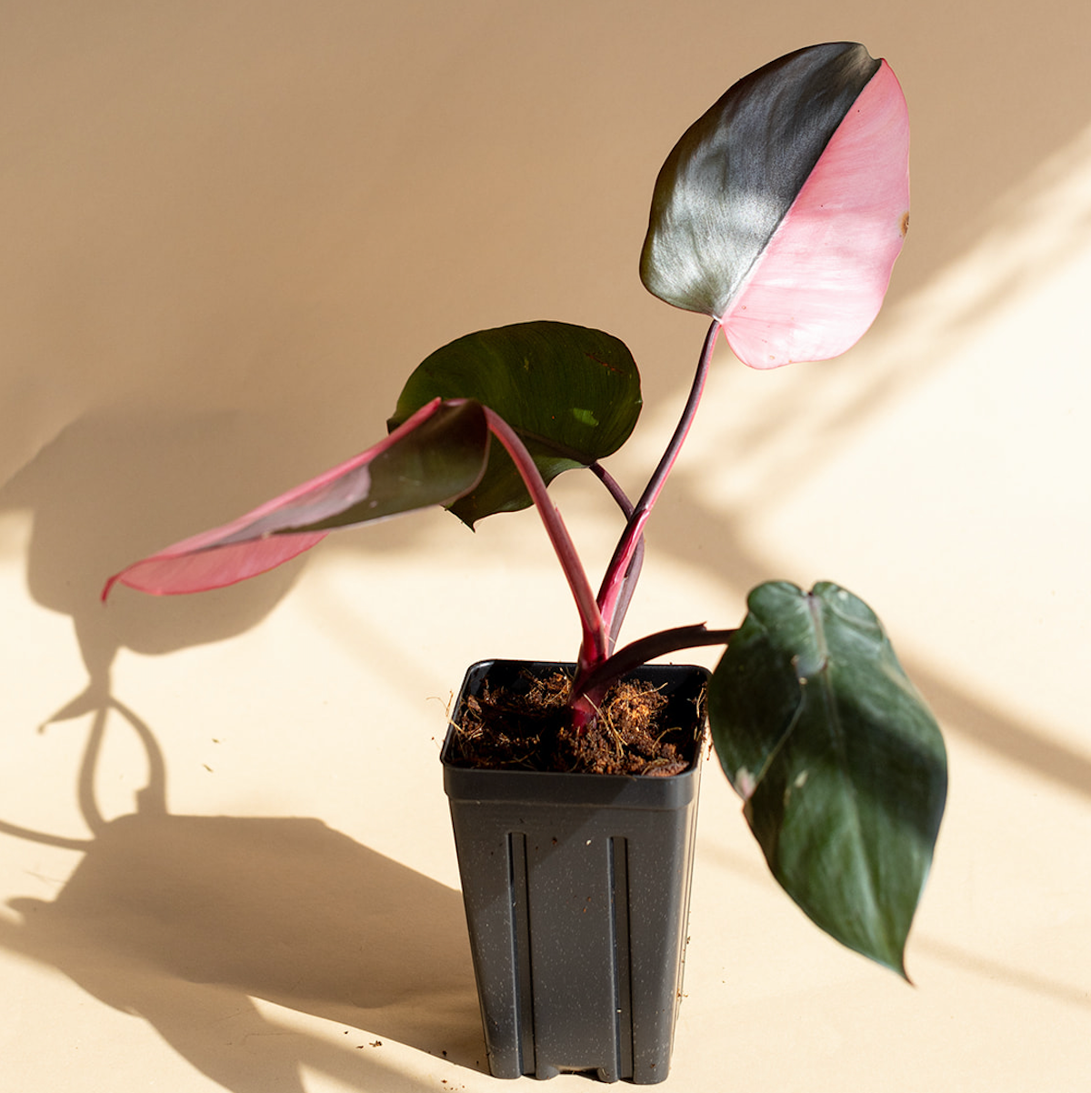 Philodendron Pink Princess Starter+